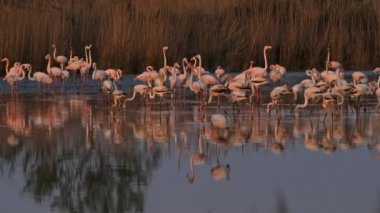 Büyük Flamingolar, Phoenicopterus gülü, Pont De Gau, Camargue, Fransa