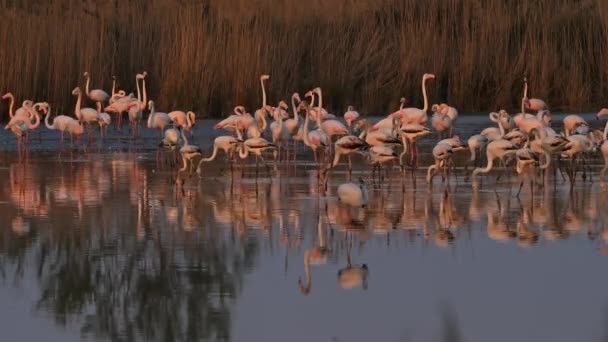Greater Flamingos Phoenicopterus Roseus Pont Gau Camargue Frankrijk — Stockvideo