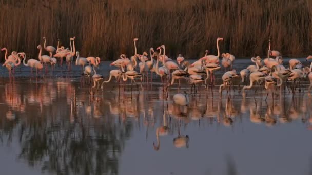 Greater Flamingos Phoenicopterus Roseus Pont Gau Camargue Francia — Vídeos de Stock