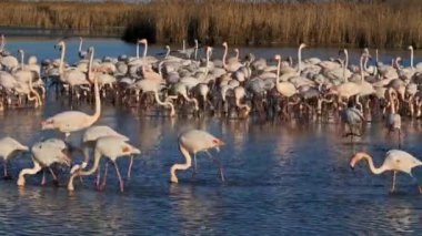 Büyük Flamingolar, Phoenicopterus gülü, Pont De Gau, Camargue, Fransa