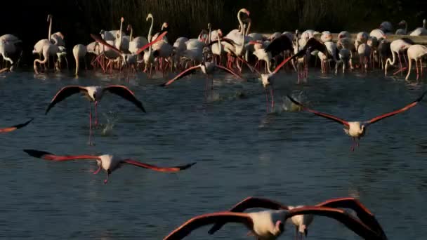 Greater Flamingos Phoenicopterus Roseus Pont Gau Camargue Francie — Stock video