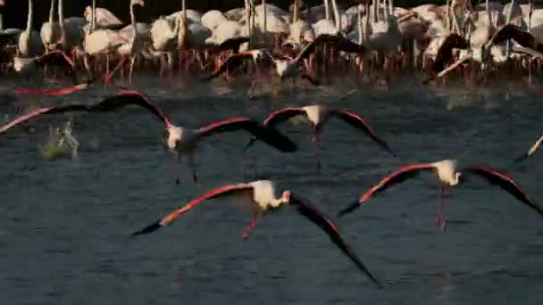 Greater Flamingos Phoenicopterus Roseus Pont Gau Camargue Francia — Video Stock