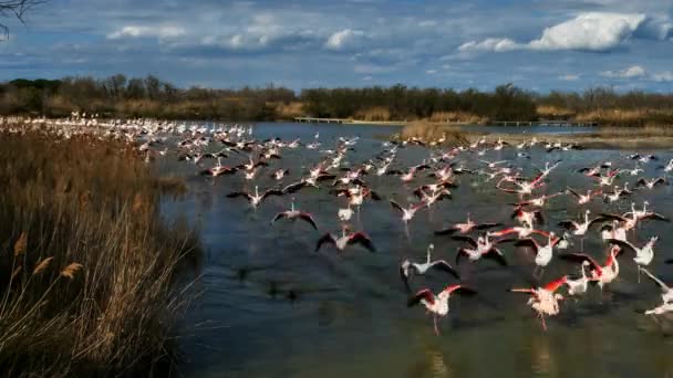 Greater Flamingos Phoenicopterus Roseus Pont Gau Camargue Francia — Video Stock