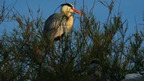 Garza Gris Ardea Cinerea Camargue Francia — Vídeo de stock