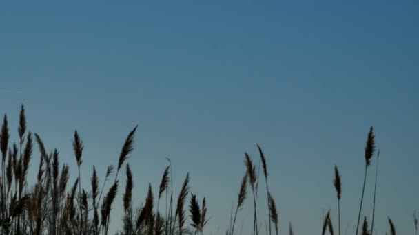 法国Camargue Pont Gau Phoenicopterus Rosseus Greater Flamingos — 图库视频影像