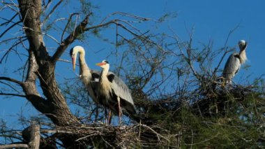 Gri balıkçıl, Ardea Cinerea, Camargue, Fransa
