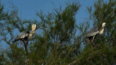 Gri balıkçıl, Ardea Cinerea, Camargue, Fransa
