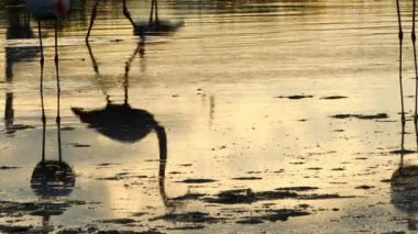 Büyük Flamingolar, Phoenicopterus gülü, Pont De Gau, Camargue, Fransa. Gün batımında suda seçim