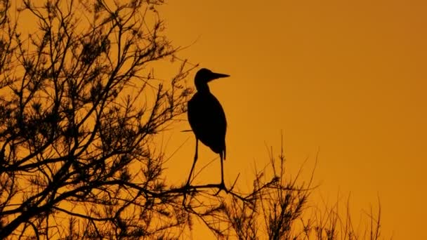 Garza Gris Ardea Cinerea Camargue Francia — Vídeo de stock