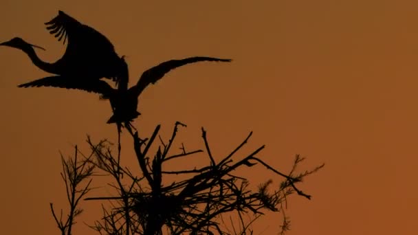 法国Camargue Ardea Cinerea灰鲱鱼 — 图库视频影像