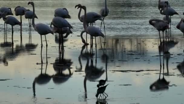 Schwarze Und Größere Flamingos Camargue Frankreich Stelzenläufer Mit Großen Flamingos — Stockvideo