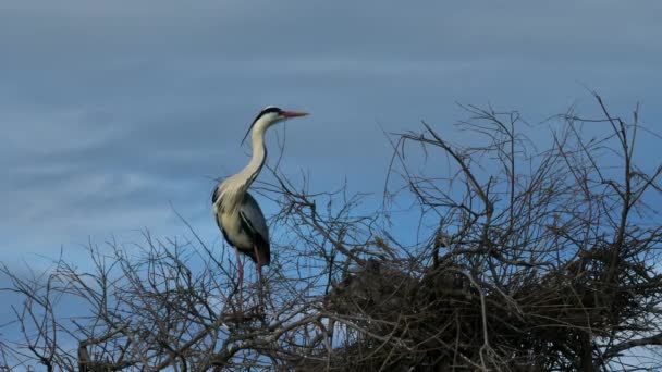 Grey Heron Tree Ornithological Park Pont Gau Camargue France — Stock Video