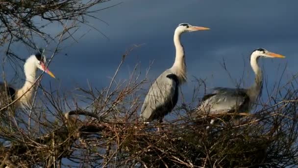 Een Grijze Reiger Een Boom Ornithologisch Park Van Pont Gau — Stockvideo
