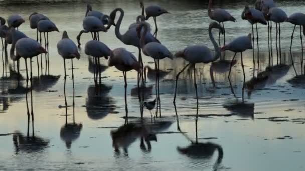 Svartvingad Och Större Flamingos Camargue Frankrike Svartvingad Stylta Som Går — Stockvideo