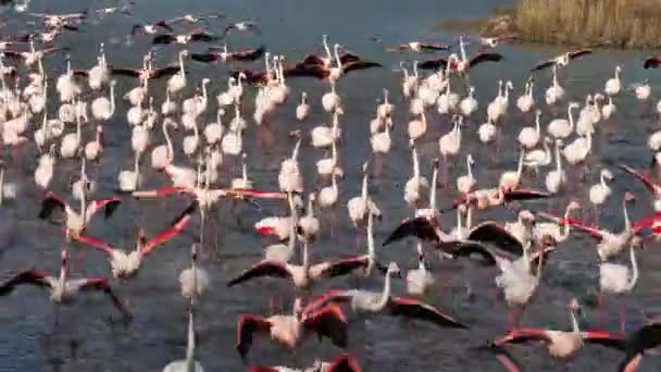 Greater Flamingos Phoenicopterus Roseus Pont Gau Camargue França — Vídeo de Stock