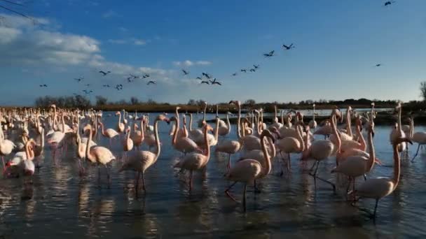 Greater Flamingos Phoenicopterus Roseus Pont Gau Camargue Francia — Vídeos de Stock