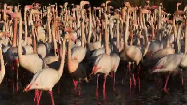 Greater Flamingos Phoenicopterus Roseus Pont Gau Camargue Francia — Vídeos de Stock