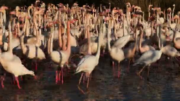 Flamingi Większe Fenicopterus Roseus Pont Gau Camargue Francja — Wideo stockowe