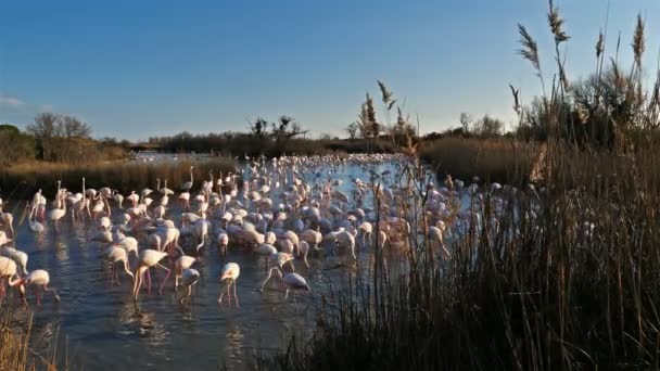 Greater Flamingos Phoenicopterus Roseus Pont Gau Camargue Francie — Stock video