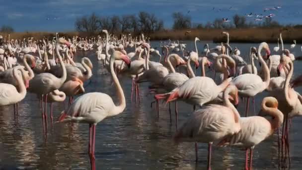 Flamants roses, Phoenicopterus roseus, Pont De Gau, Camargue, France. Flamants roses plus grands marchant dans l'eau pendant le rituel de la cour 