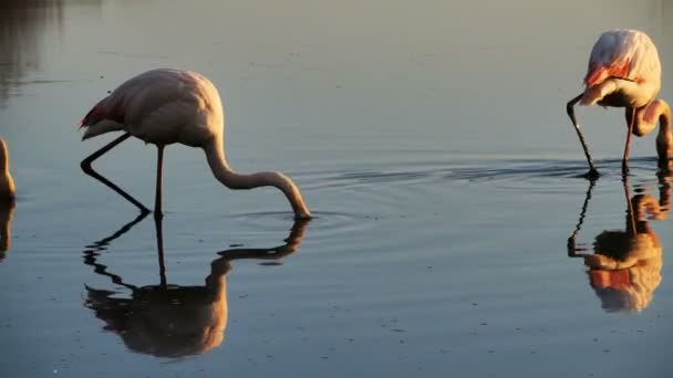 Büyük Flamingolar Phoenicopterus Gülü Pont Gau Camargue Fransa — Stok video