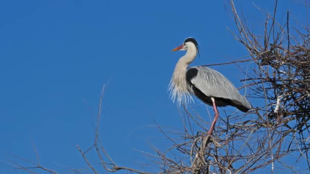 Una Garza Gris Árbol Parque Ornitológico Pont Gau Camargue Francia — Vídeos de Stock
