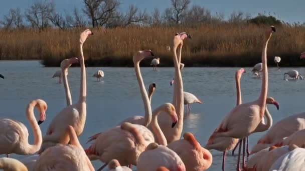 Greater Flamingos Phoenicopterus Roseus Pont Gau Camargue Francia — Vídeos de Stock