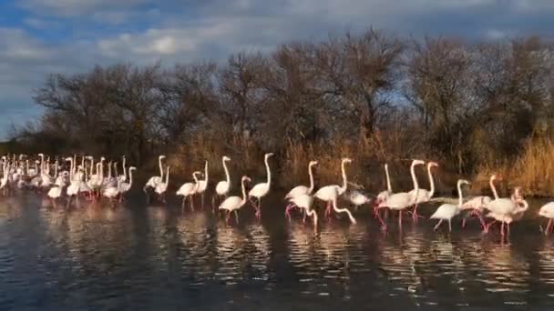 法国Camargue Pont Gau Phoenicopterus Rosseus Greater Flamingos — 图库视频影像