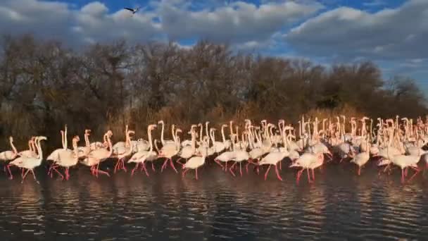 Великий Фламинго Phoenicopterus Roseus Пон Гау Камарг Франция — стоковое видео