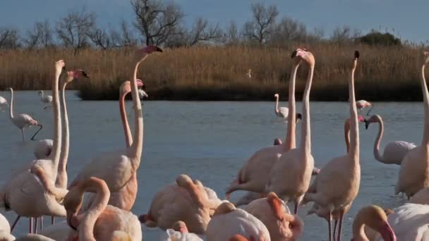 Greater Flamingos Phoenicopterus Roseus Pont Gau Camargue Γαλλία Μεγαλύτερα Φλαμίνγκο — Αρχείο Βίντεο