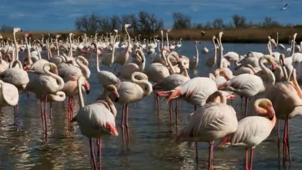 Великий Фламинго Phoenicopterus Roseus Пон Гау Камарг Франция — стоковое видео