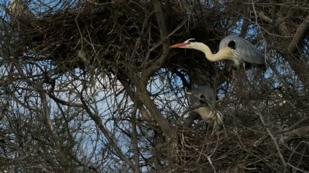 Grijze Reiger Ardea Cinerea Camargue Ornithologisch Park Van Pont Gau — Stockvideo