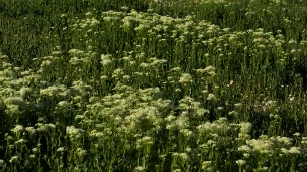 Achillea Wild Flowers Fields South France Поле Диких Цветов Весенний — стоковое видео