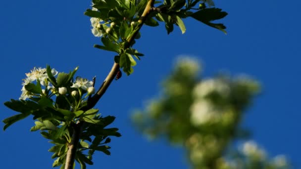 Fruitboom Bloei Tijdens Het Voorjaarsseizoen — Stockvideo