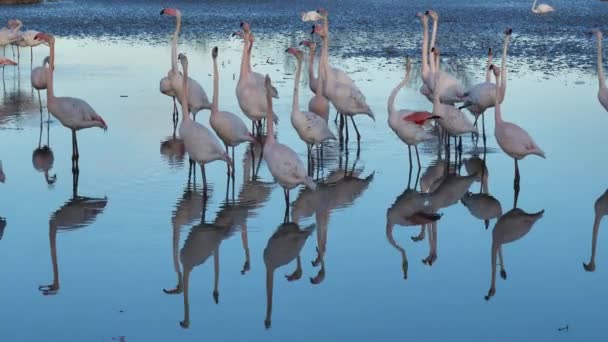 Greater Flamingos Phoenicopterus Roseus Pont Gau Camargue França — Vídeo de Stock