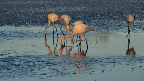 Büyük Flamingolar Phoenicopterus Gülü Pont Gau Camargue Fransa — Stok video
