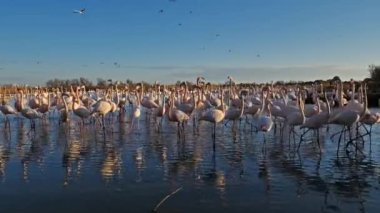 Büyük Flamingolar, Phoenicopterus gülü, Pont De Gau, Camargue, Fransa