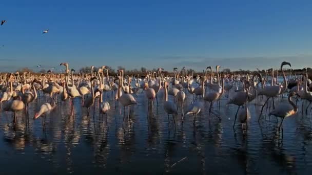 Greater Flamingos Phoenicopterus Roseus Pont Gau Camargue France — Stock Video