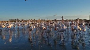 Büyük Flamingolar, Phoenicopterus gülü, Pont De Gau, Camargue, Fransa