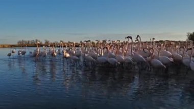 Büyük Flamingolar, Phoenicopterus gülü, Pont De Gau, Camargue, Fransa