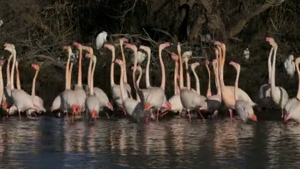 Greater Flamingos Phoenicopterus Roseus Pont Gau Camargue Francia — Vídeos de Stock