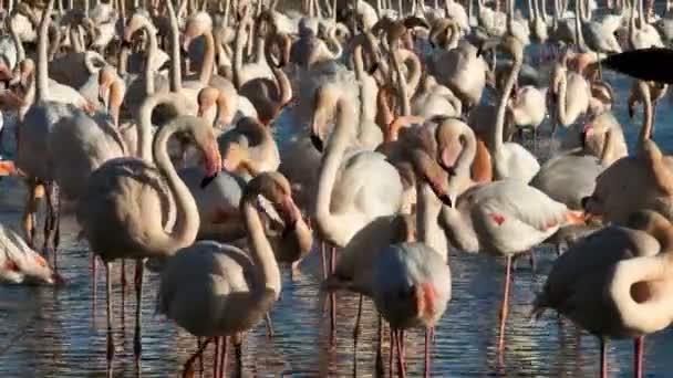 Greater Flamingos Phoenicopterus Roseus Pont Gau Camargue Frankrijk — Stockvideo