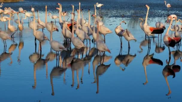 Büyük Flamingolar Phoenicopterus Gülü Pont Gau Camargue Fransa Flört Ritüeli — Stok video