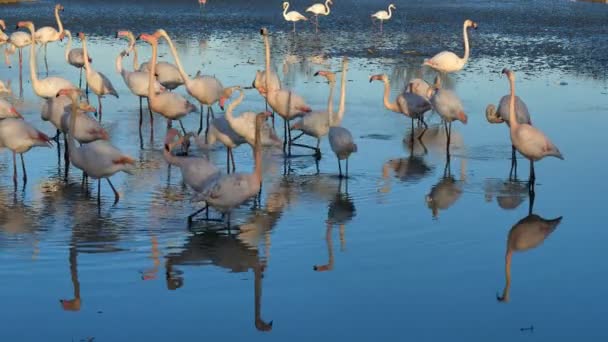 Greater Flamingos Phoenicopterus Roseus Pont Gau Camargue Γαλλία Μεγαλύτερα Φλαμίνγκο — Αρχείο Βίντεο