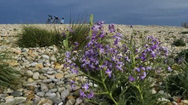 Aresquiers plajı, Frontignan, Herault, Occitanie, Fransa. Çakıl taşı plajı ve Frontignan 'da yabani çiçekler. Bir bisikletçi Akdeniz 'i izliyor.