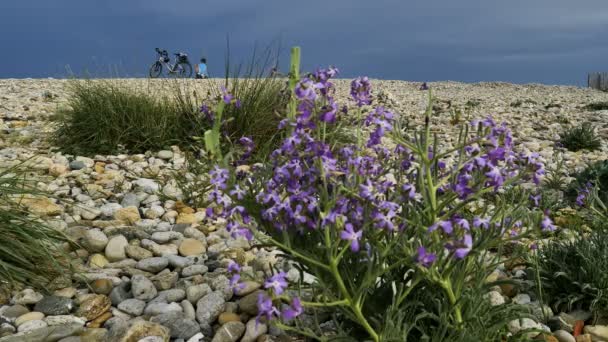 アレスキエールビーチ フロンティグナン ハーロー オクシタニー フランス フロンティグナンのペブルビーチと野生の花 サイクリストは地中海を見ている — ストック動画