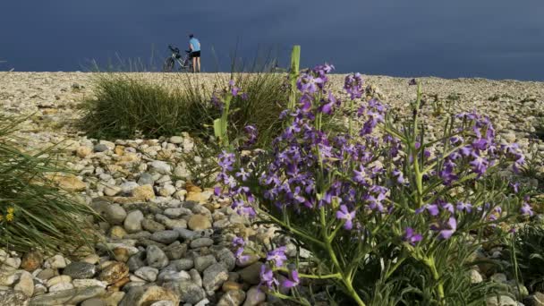 Pláž Aresquiers Frontignan Herault Occitanie Francie Oblázková Pláž Divoké Květiny — Stock video