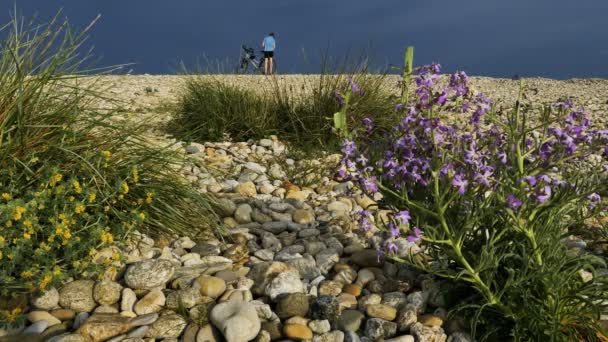 Plaża Aresquiers Frontignan Herault Occitanie Francja Żwirowa Plaża Dzikie Kwiaty — Wideo stockowe