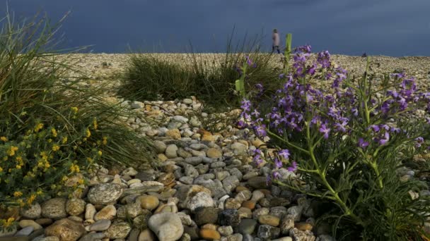 Aresquiers Beach Frontignan Herault Occitanie França Praia Seixos Flores Selvagens — Vídeo de Stock
