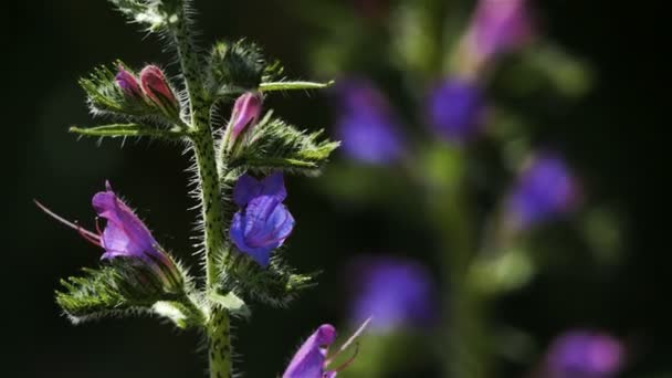 Echium Plantagineum Purple Viper Buglossor Paterson Curse Νότια Γαλλία — Αρχείο Βίντεο